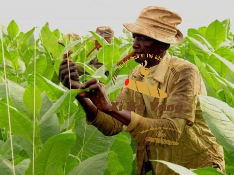 Cây xì gà sẽ được chăm sóc bởi những người nông dân lành nghề